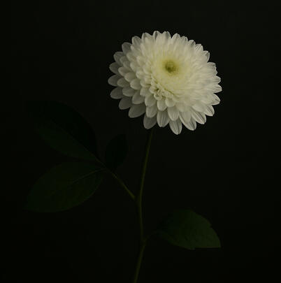 Bạch cúc ➤