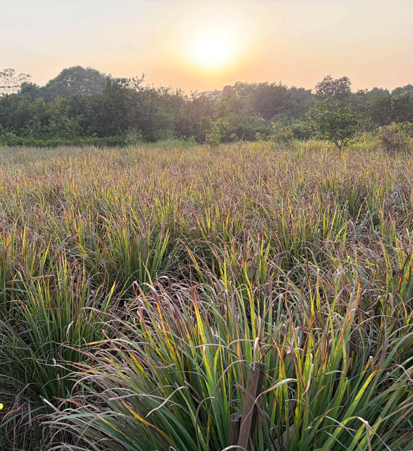 Sả được tuyển chọn từ Hưng Yên, nơi điều kiện khí hậu nóng ẩm phù hợp với đặc tính sinh trưởng của cây.