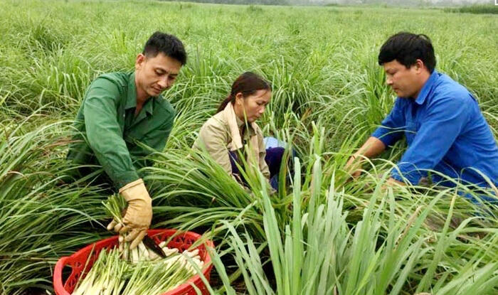 Những vùng có điều kiện tương tự như miền Đông Nam Bộ, một số nông trường ở miền Bắc, trong đó có Hòa Bình, cũng cho ra loại sả phù hợp dùng làm trà, giữ mùi nhẹ giúp thư giãn vị giác và đem lại cảm giác dễ chịu cho hệ tiêu hoá.
