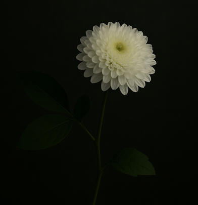 Bạch Cúc