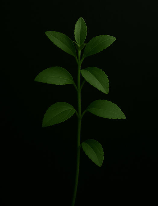 Cỏ ngọt ➤