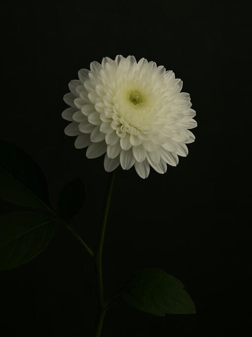 Bạch cúc ➤