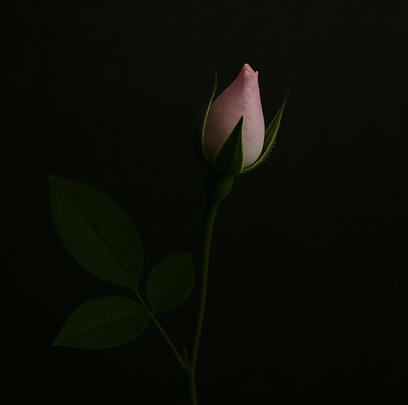 Nụ hồng ➤
