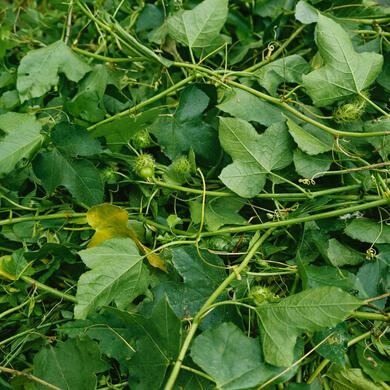 Passiflora foetida • Wild-harvested passionflower