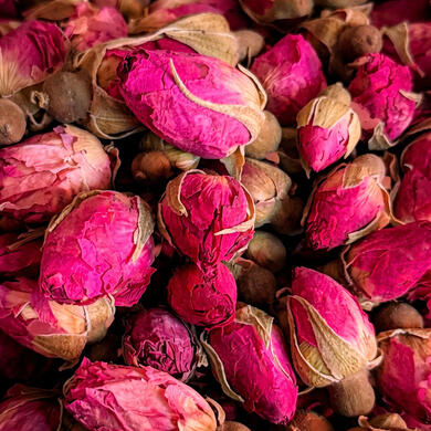 Rosa rugosa • Mei Gui Hua