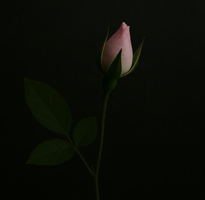 Nụ hồng Tây Tạng