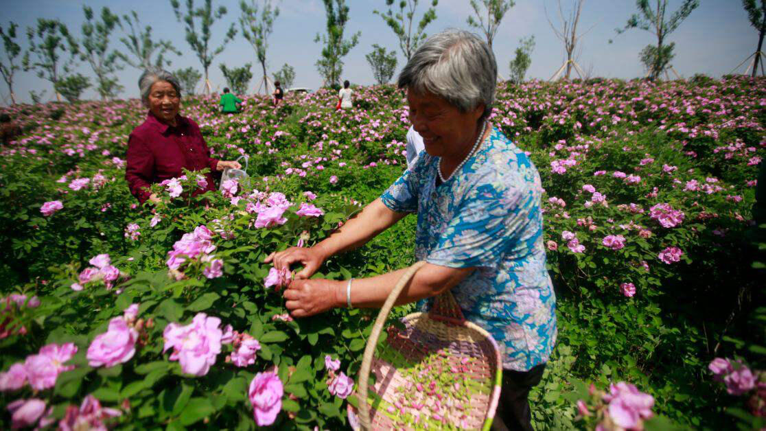 Trên thị trường, nhiều sản phẩm được giới thiệu là nụ hồng Đà Lạt. Thông tin về giống, vùng trồng không phải lúc nào cũng được công bố rõ ràng.