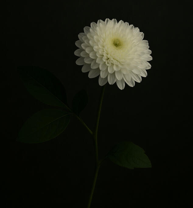 Bạch cúc
