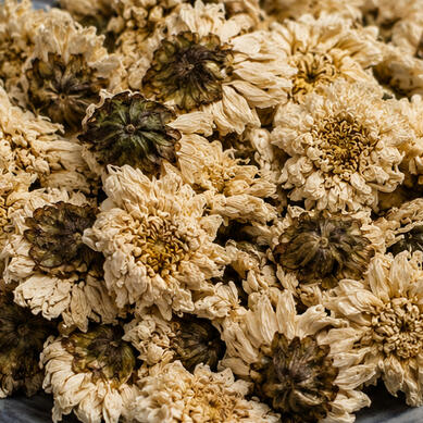 Dendranthema morifolium (Ramat) Tzvel. cv. Gongju. • Chrysanthemum morifolium Ramat 'Gongju' • Gongju • Flos Chrysanthemi (Gongju, GJ)