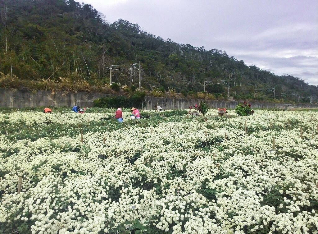 Tongluo – Miaoli (Đài Loan)