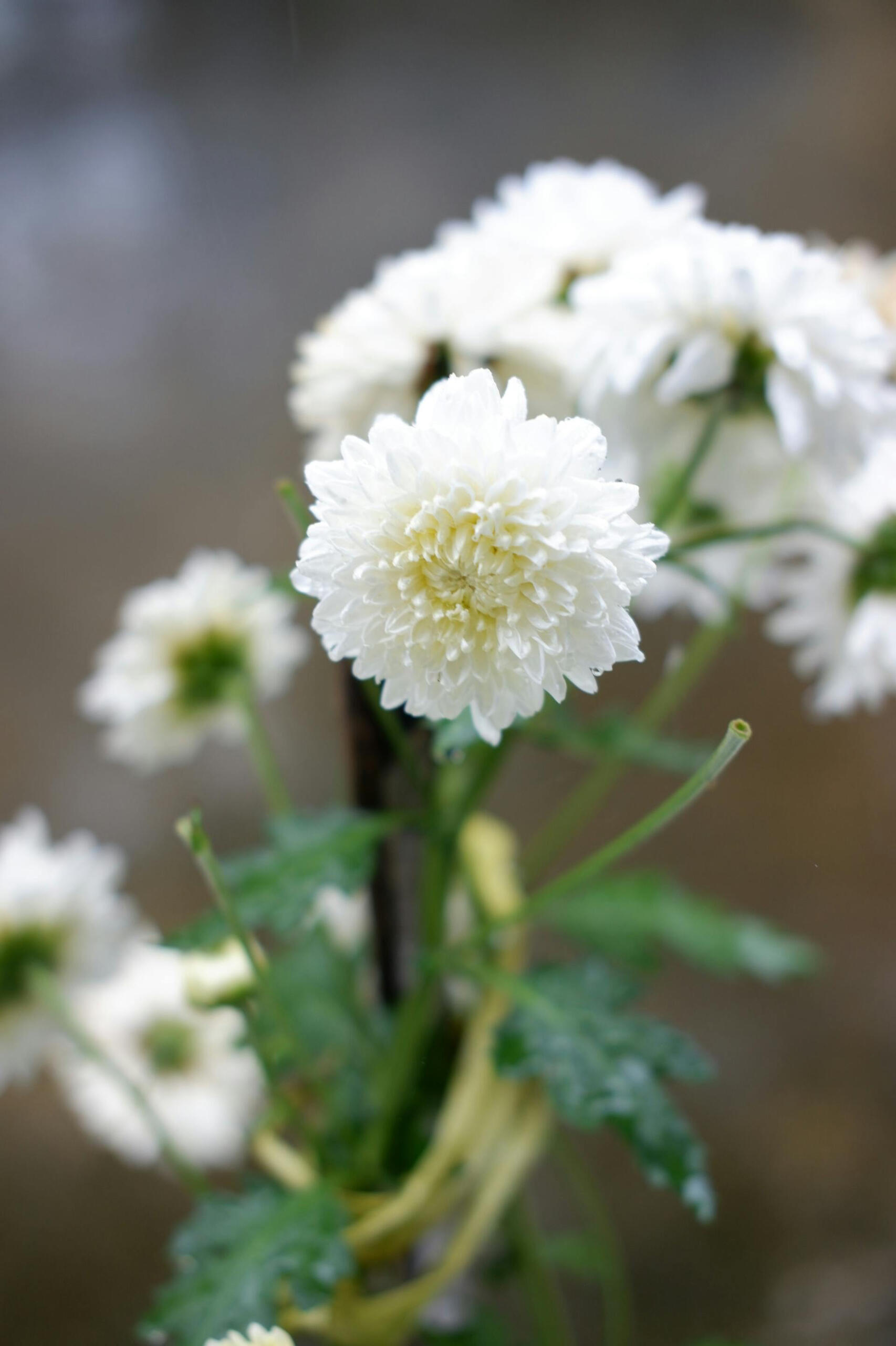 Chúng tôi buộc phải chọn nguồn từ vùng núi cao phía Đông Á. Đây là nơi mà nghệ thuật làm trà bạch cúc đã được lưu giữ qua nhiều thế hệ, tạo nên những cánh hoa trắng thanh thuần và giữ trọn tinh chất vốn có.