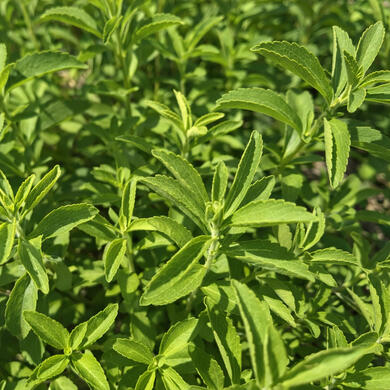 Stevia rebaudiana Bertoni • Sweet leaf • Honey leaf • Sweet weed • Sweet herb.