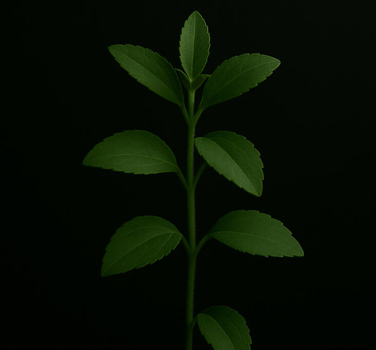 Cỏ ngọt