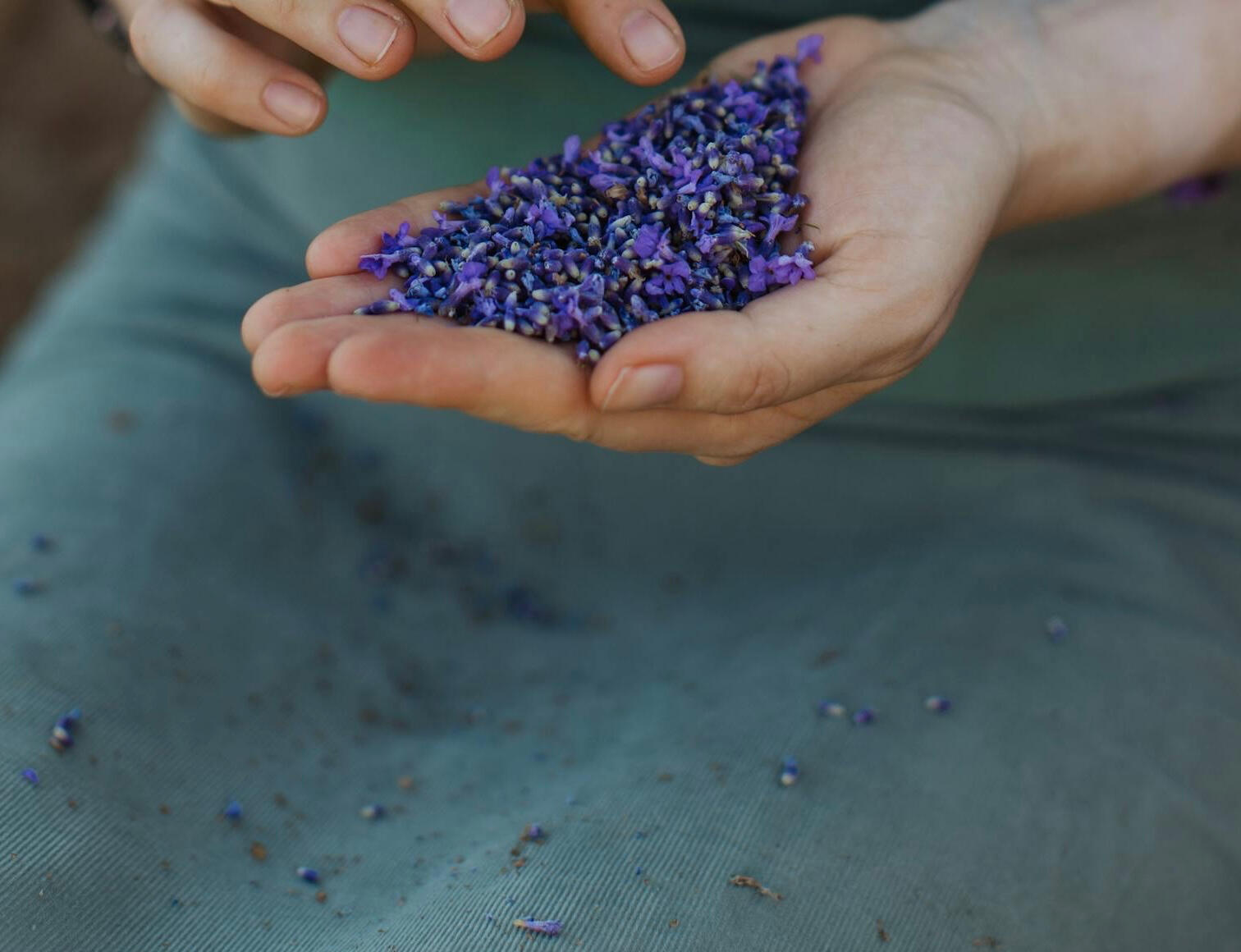 Chúng tôi chỉ chọn oải hương từ vùng ôn đới có độ cao, nơi cây được trồng chuyên biệt để làm trà dược liệu. Hoa được thu hái đúng thời điểm, cánh nhỏ, sắc tím tro đặc trưng, giữ nguyên mùi và màu khi hãm nước, không pha trộn.