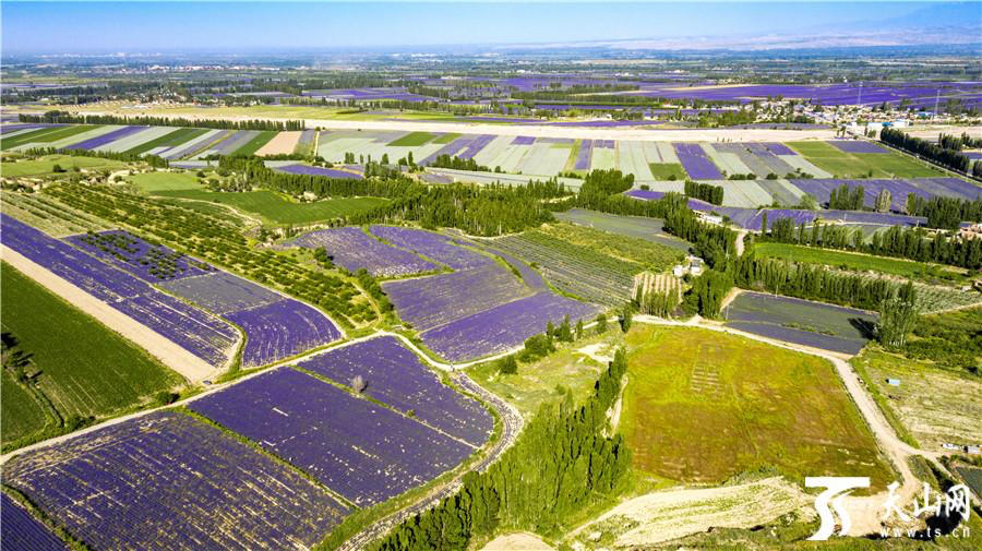 Nằm trên cùng vĩ độ với những cánh đồng oải hương trứ danh của Pháp, thung lũng này hội tụ điều kiện lý tưởng: nắng dồi dào, đất thoát nước tốt, và nguồn nước băng tan tinh khiết từ dãy Thiên Sơn.