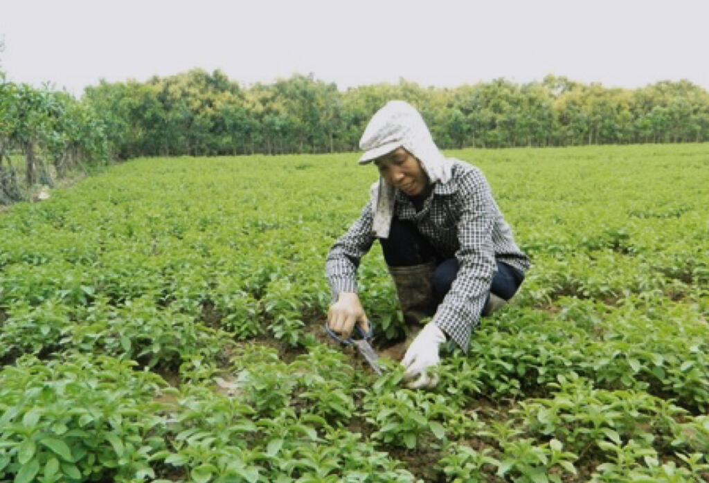 Hưng Yên là một trong những vùng đầu tiên tại Việt Nam trồng cỏ ngọt sau khi giống cây này được công nhận vào năm 1995. Người dân nơi đây đã quen với quy trình trồng, thu hái, sấy thủ công, giúp giữ được màu lá và độ ngọt tự nhiên phù hợp để pha trà.