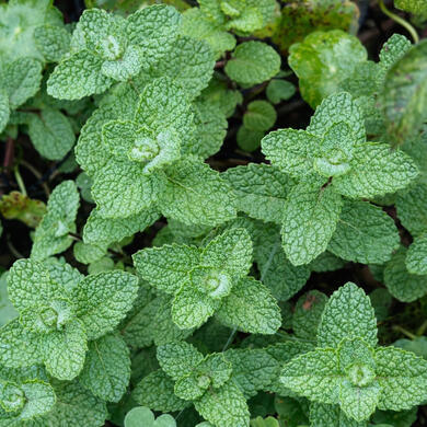 Mint • Mentha spp.