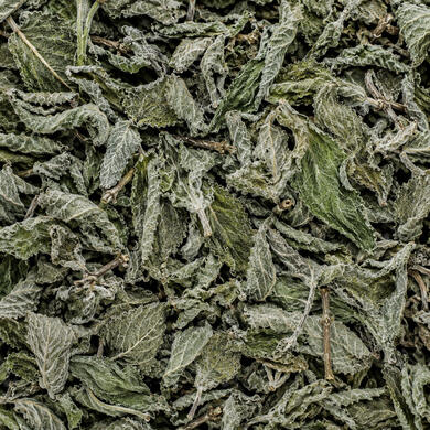 Mint • Mentha spp.