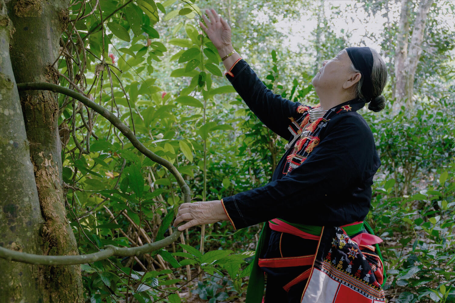 Bạc hà núi có mùi sâu, vị đậm nhưng dễ lấn át những hương nhẹ hơn. Chúng tôi chọn cân bằng giữa lá bạc hà không can thiệp tăng trưởng, độ the vừa phải giữ được cảm giác sạch, mộc, và làm nền cho vị trà phối được trọn vẹn.