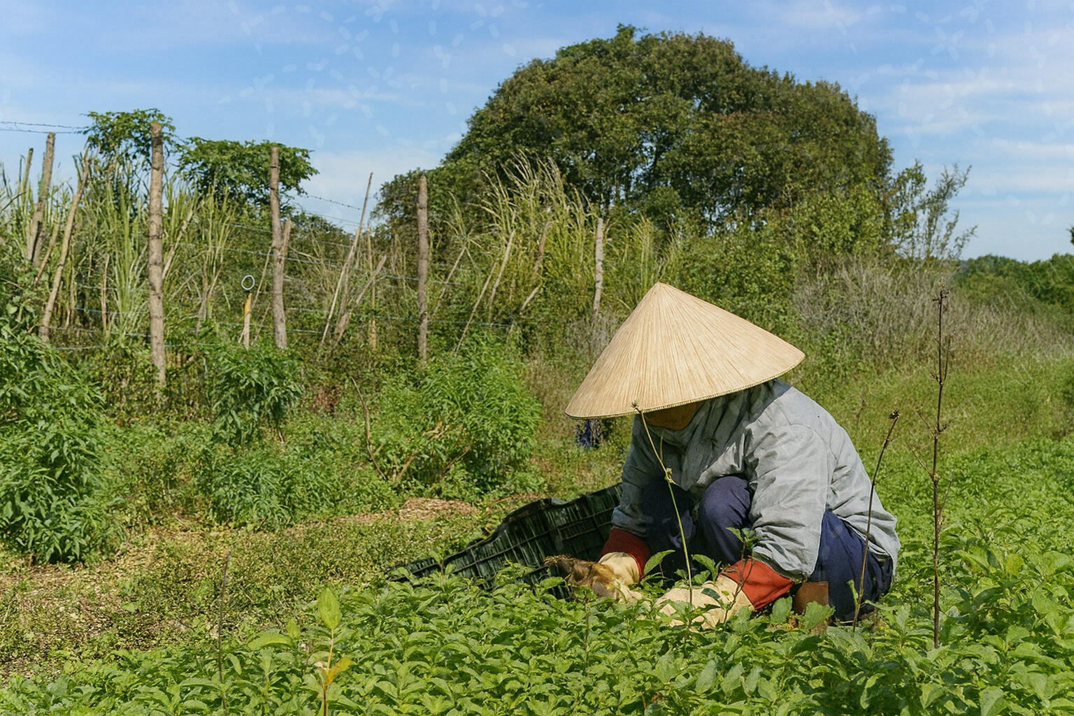 Các tài liệu canh tác bạc hà ghi nhận nhiệt độ phù hợp thường nằm trong vùng 15–25 °C, vì vậy Đà Lạt được xem là một trong những vùng khí hậu mát mẻ thuận lợi để trồng bạc hà.