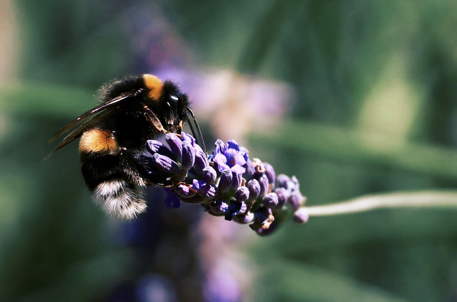 Herbalism Landscape | Bông Trà ➤