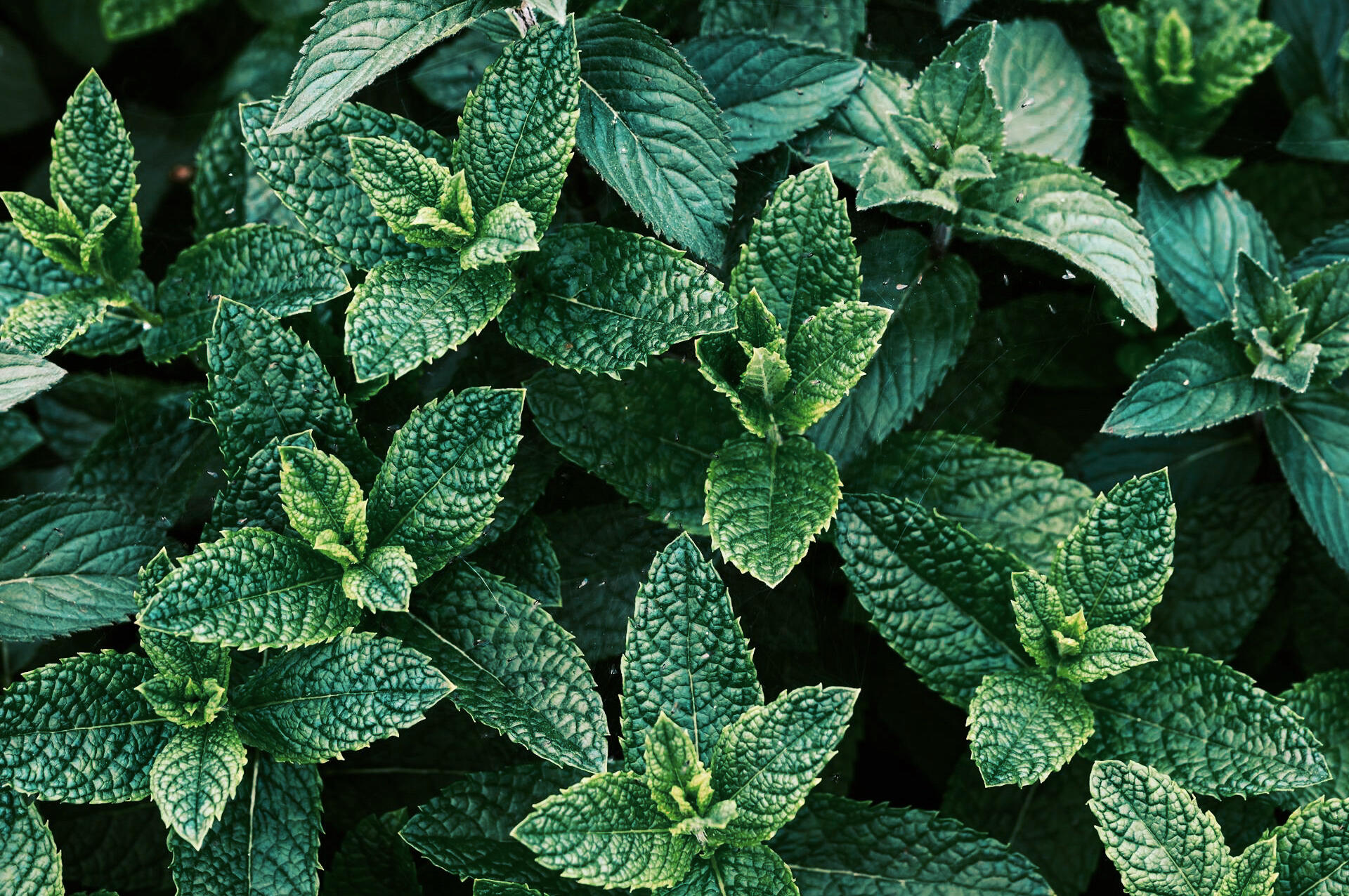 Herbalism Landscape | Bông Trà ➤
