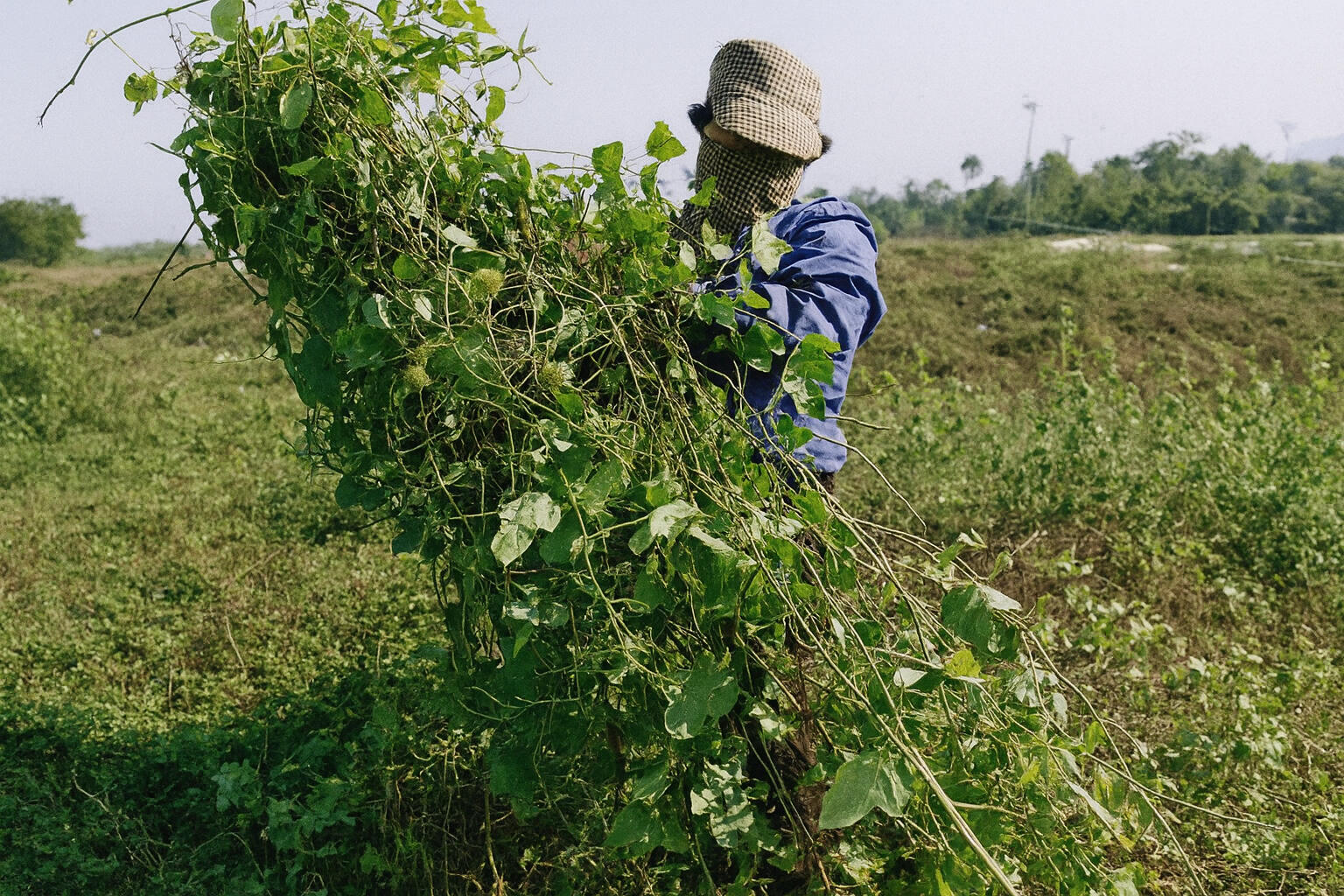 Herbalism Landscape | Bông Trà ➤ Herbalism Landscape | Bông Trà ➤